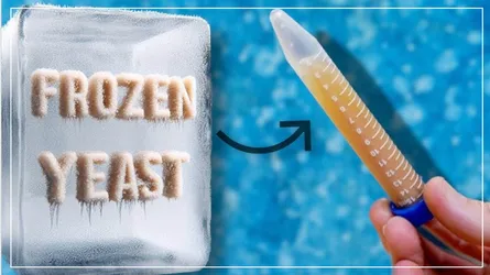 Freezing Yeast
