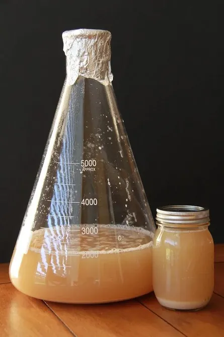 Making a healthy yeast starter
